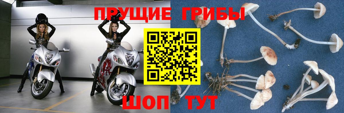 Псилоцибиновые грибы Psilocybine cubensis Санкт-Петербург